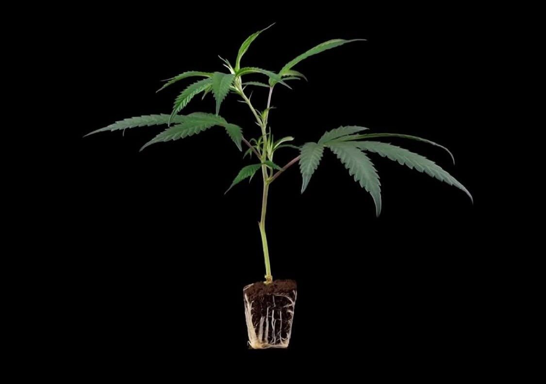 NotSoDog Sour Diesel