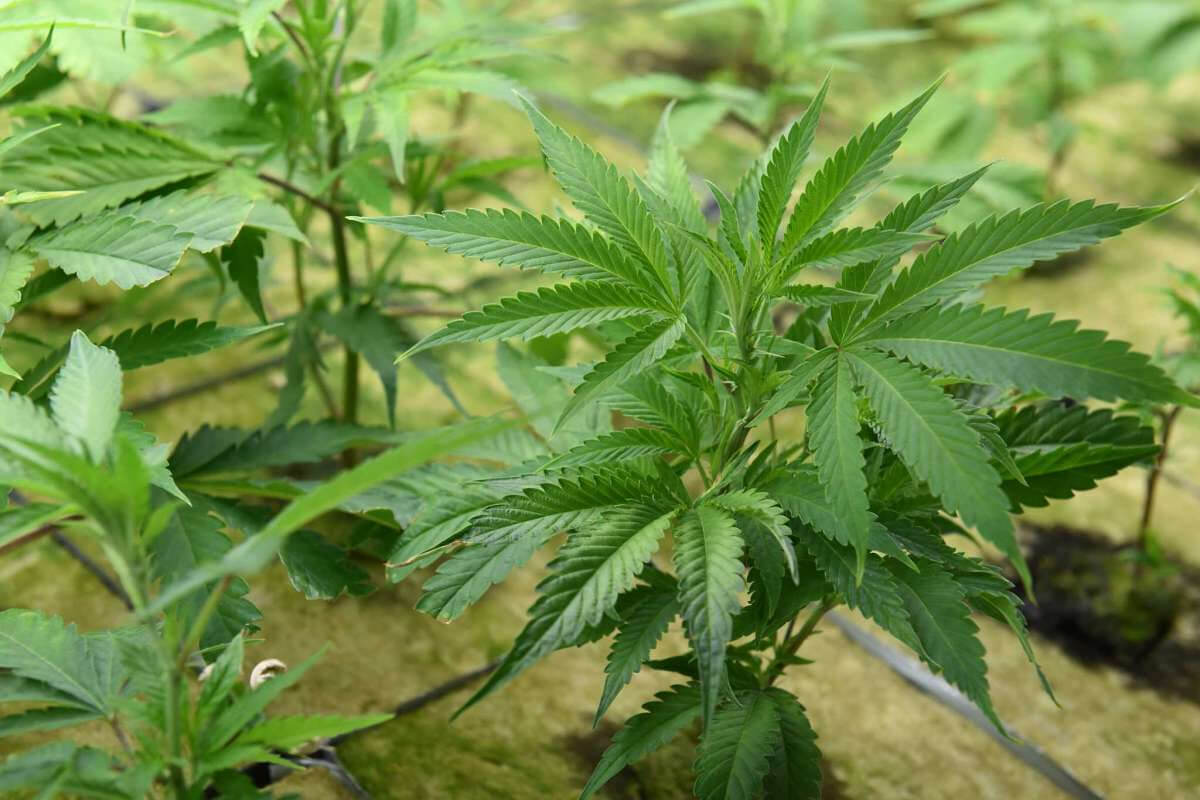 cannabis-clones-forsale